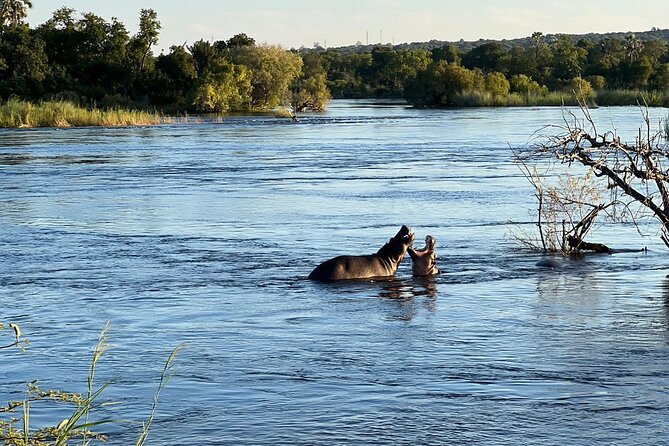 Chobe Day Trip from Victoria Falls - The 1:30 p.m. Chobe game drive