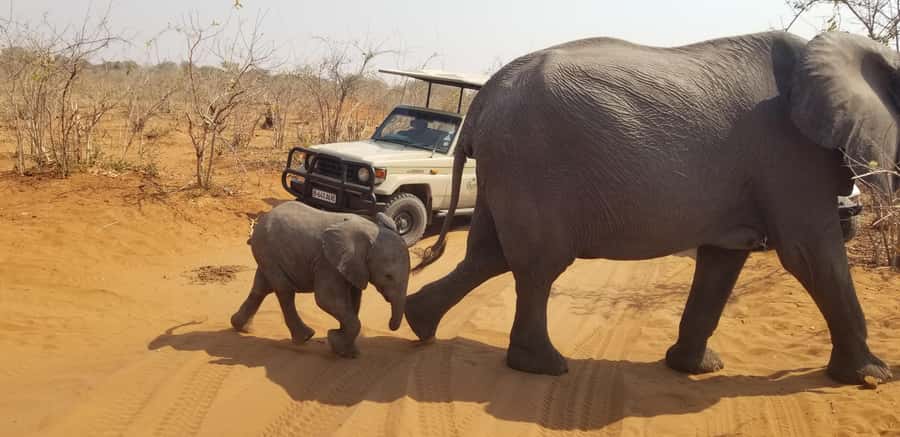 Chobe Day Trip from Victoria Falls, Zimbabwe - Timing, group size, and the long return