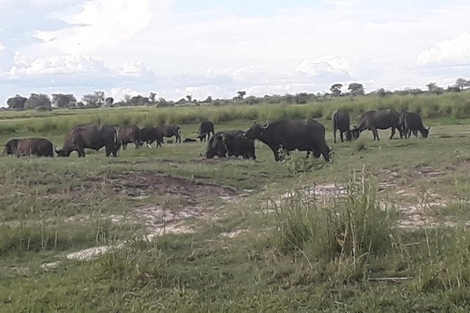 Chobe Day Trip Starting From Victoria Falls - Key points to know before booking