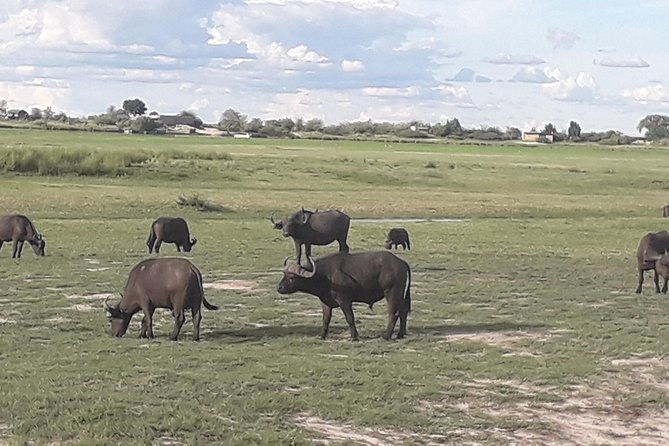 Chobe Day Trip Starting From Victoria Falls - Who should book this Chobe day trip?