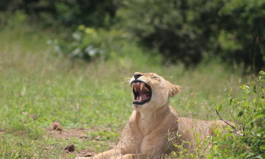 Chobe Extended Day Trip - Is $245 good value?