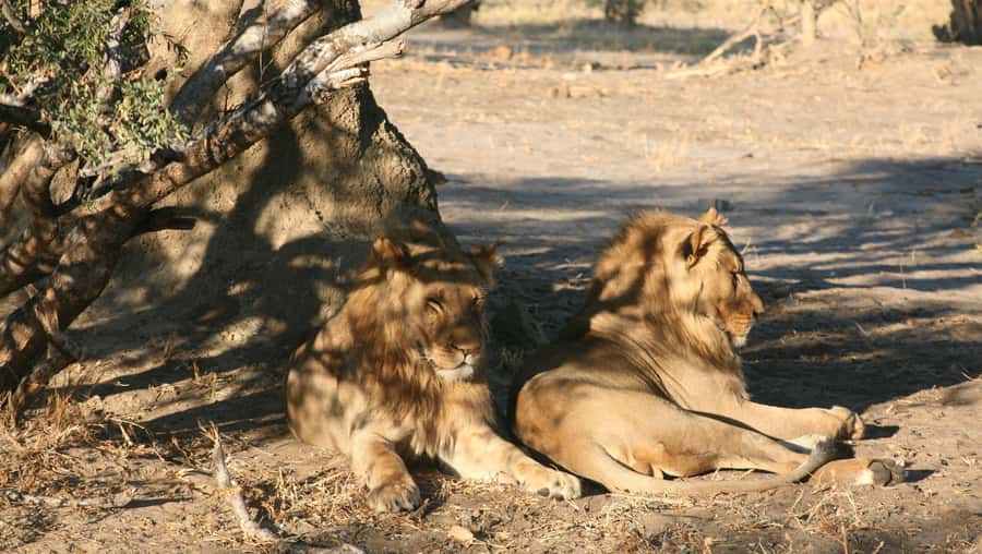 Chobe Extended Day Trip - Guides, vehicles, and the human side of the day