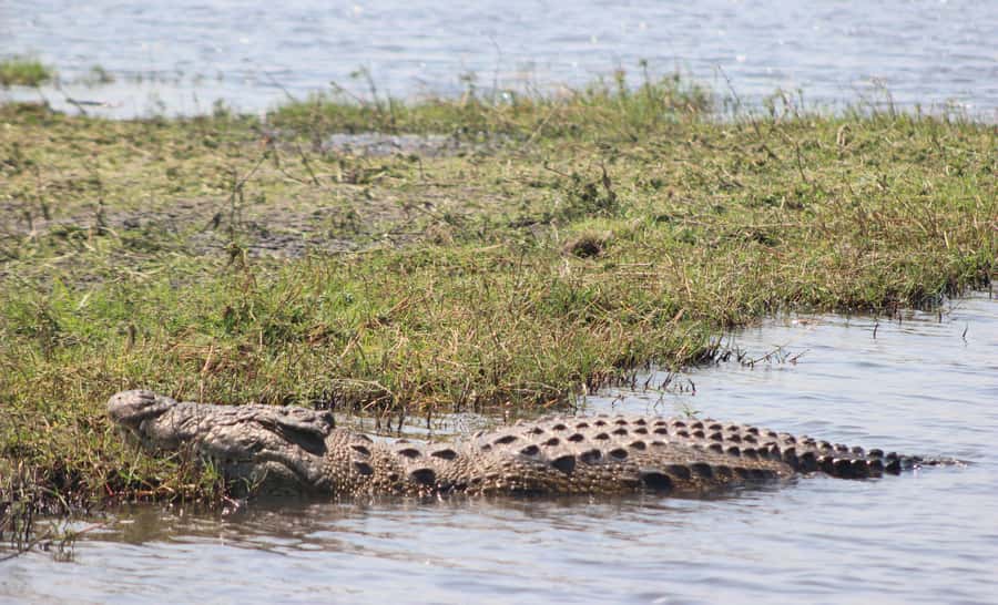 Chobe Extended Day Trip - Who should choose this extended Chobe trip?