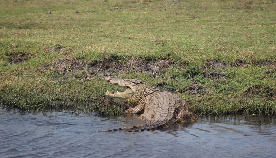 Chobe Extended Day Trip - Should you book the Chobe Extended Day Trip?