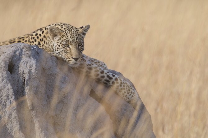 Chobe Extended Day Trip from Victoria Falls - Small Group - Key points to know before booking