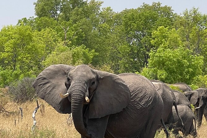 Chobe Extended Day Trip from Victoria Falls - Small Group - Buffet lunch and a proper midday pause