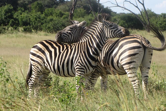 Chobe Extended Day Trip from Victoria Falls - Small Group - The morning 4x4 safari in Chobe National Park