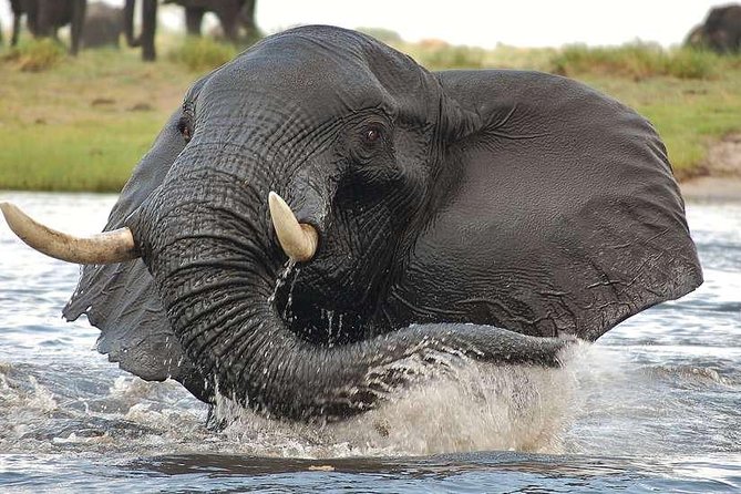 Chobe Extended Day Trip from Victoria Falls - Zimbabwe - Is $265 good value for this full day?