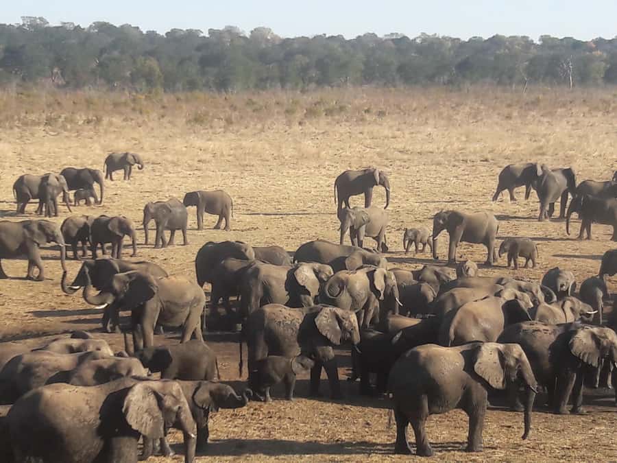 Chobe Extended Day Trip - The first Chobe game drive at about 6:30 a.m.