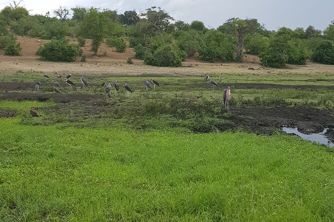 Chobe Full Day Safari in Chobe - Why Chobe works so well with Victoria Falls