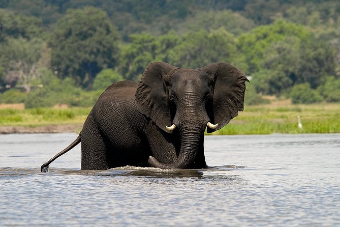 Chobe Full Day Safari Trip - Key things to know before booking