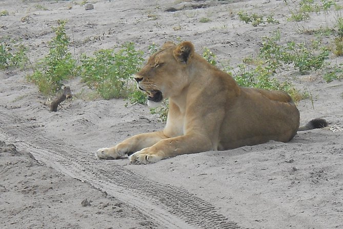 Chobe Full Day Safari Trip - Why Chobe makes sense from Victoria Falls