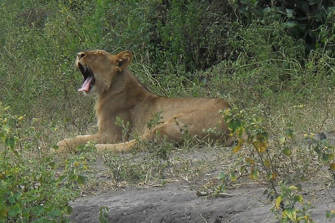 Chobe Full Day Safari Trip - Buffet lunch near the Chobe River