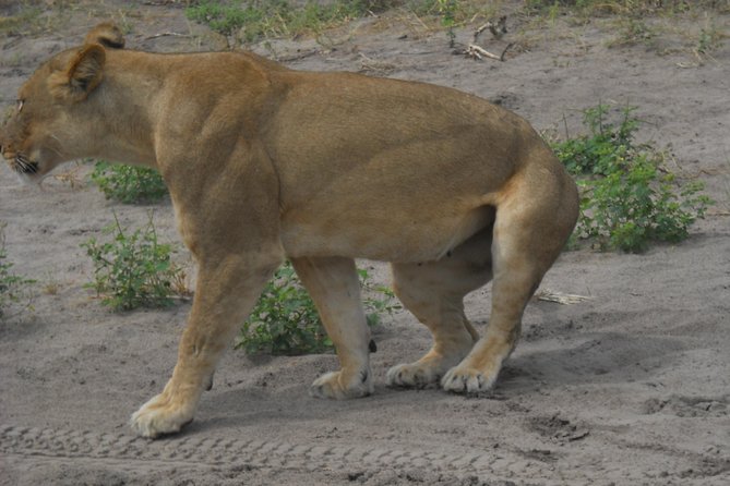 Chobe Full Day Safari Trip - Three and a half hours in an open 4x4