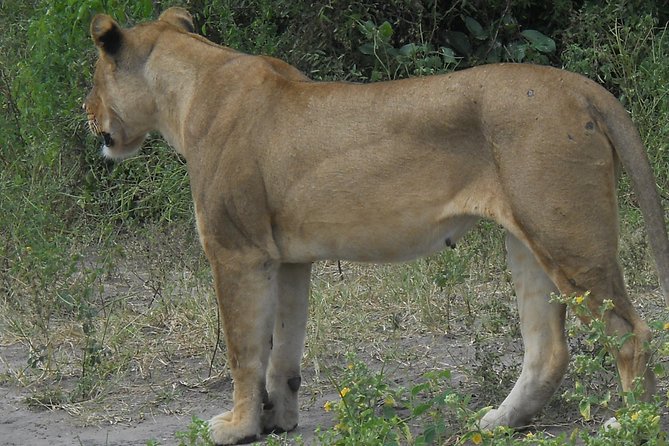 Chobe Full Day Safari Trip - What the 4.6 rating tells you
