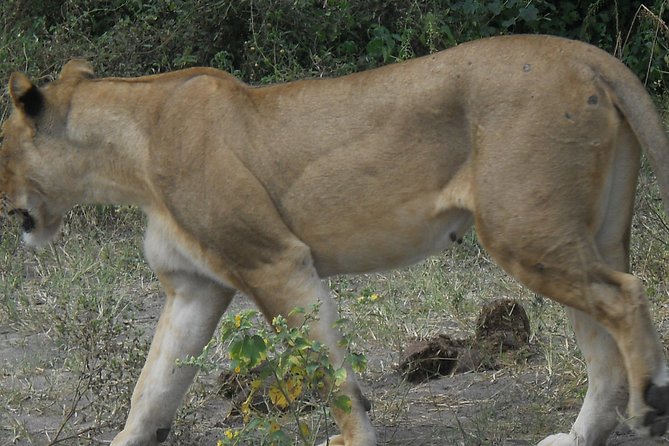 Chobe Full Day Safari Trip - Practical costs, documents, and cancellation rules