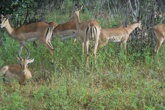 Chobe Full Day Safari Trip - The 7:00 a.m. pickup and road to Kazungula