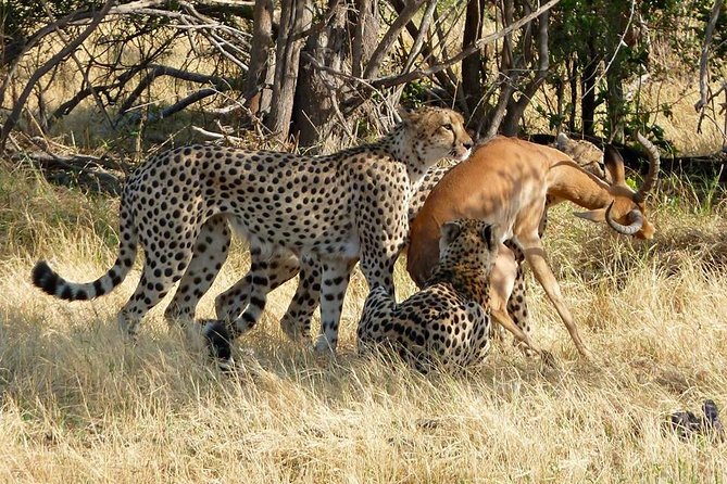 Chobe Full day Safari with Victoria falls Sunrise Tour Combo - The Chobe River cruise after lunch