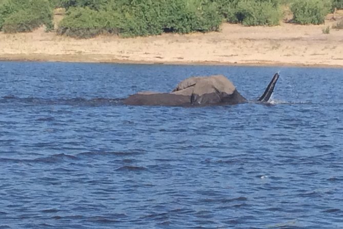 Chobe Full day Trip - Key points to know before booking