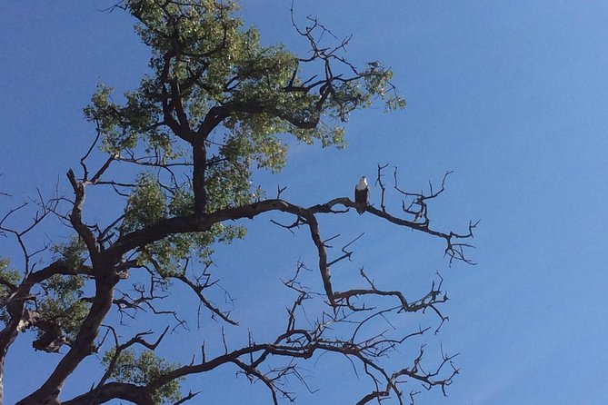 Chobe Full day Trip - Why combine a Chobe boat safari and game drive?