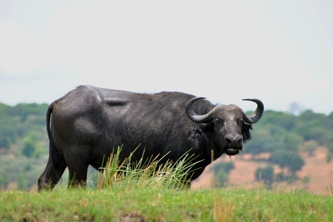 Chobe Full Day Trip From Victoria Falls - Buffet lunch in the middle of the day