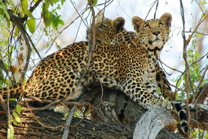 Chobe Full Day Trip From Victoria Falls - Is $164 good value?