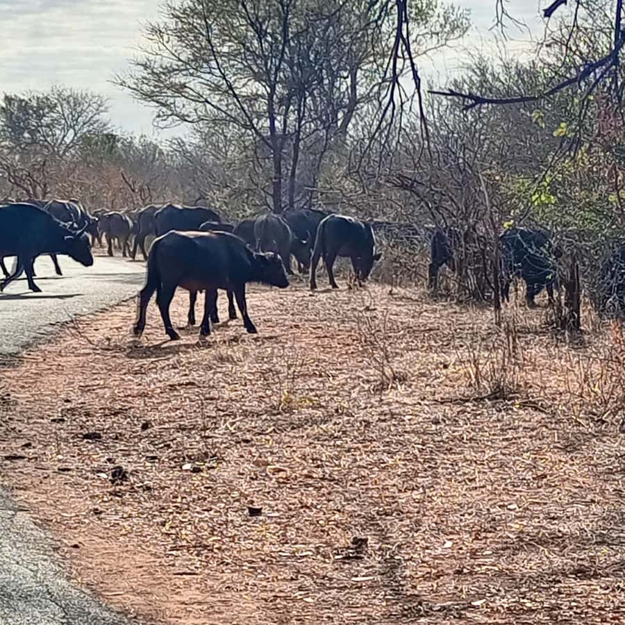 Chobe Half Day Trip from Victoria Falls - Key things to know before booking