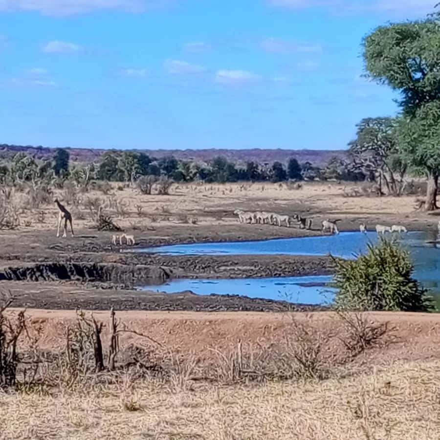 Chobe Half Day Trip from Victoria Falls - Why Chobe works as a half-day trip from Victoria Falls