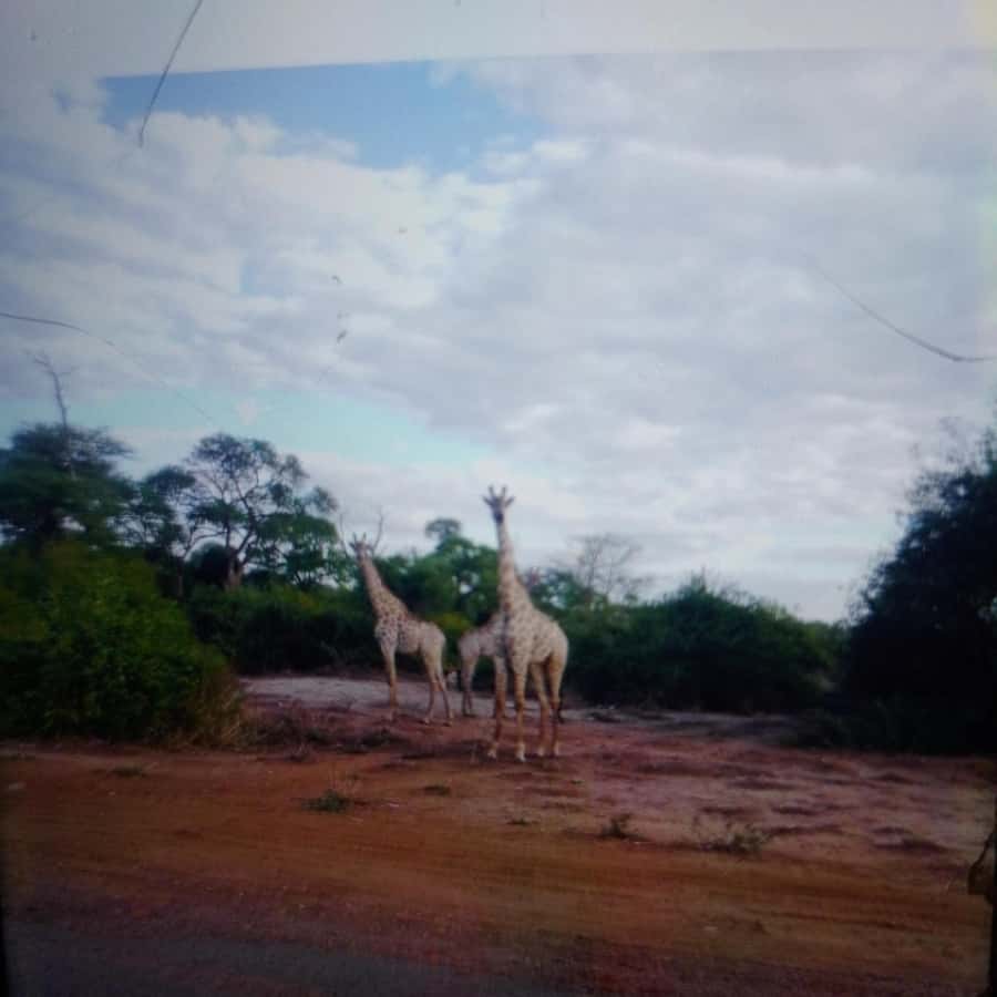 Chobe Half Day Trip from Victoria Falls - Morning game drive: the stronger choice for active wildlife