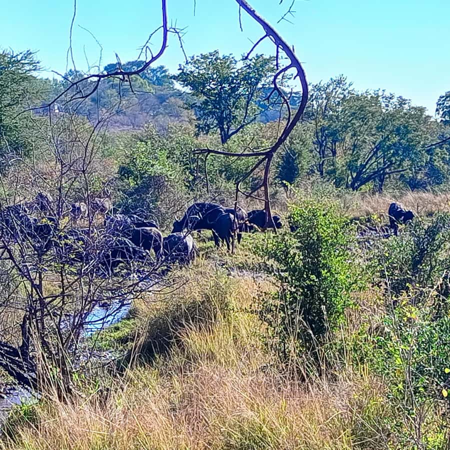Chobe Half Day Trip from Victoria Falls - Afternoon boat cruise: better river conditions and a later start