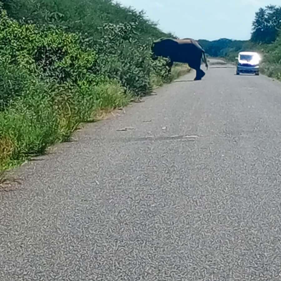 Chobe Half Day Trip from Victoria Falls - Border documents that can make or break the day
