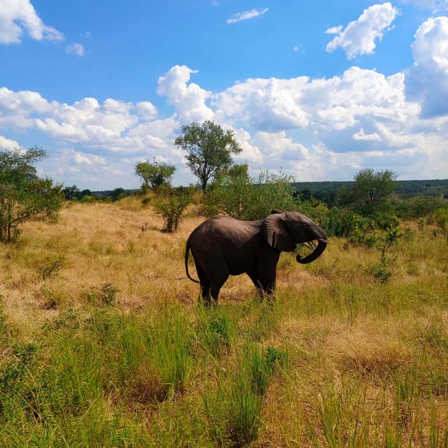 Chobe Half Day Trip from Victoria Falls - What the $115 price really covers