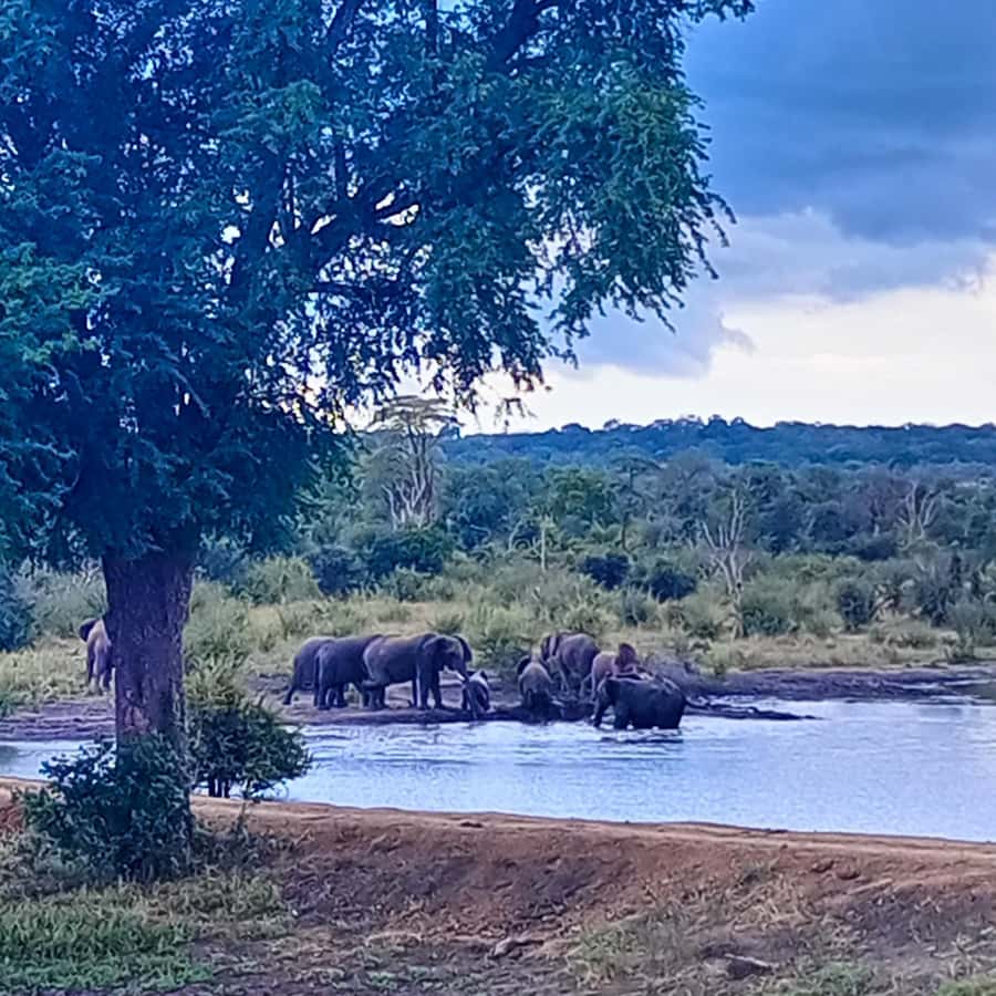 Chobe Half Day Trip from Victoria Falls - Who should choose the drive and who should choose the cruise?