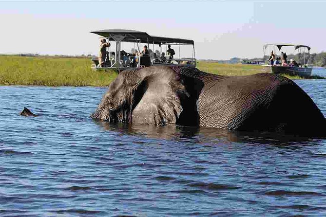 Chobe National Park 4X4 Day Safari and River Cruise - Why the Chobe day trip works so well