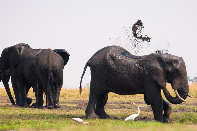 Chobe National Park 4X4 Day Safari and River Cruise - Crossing from Zimbabwe into Botswana