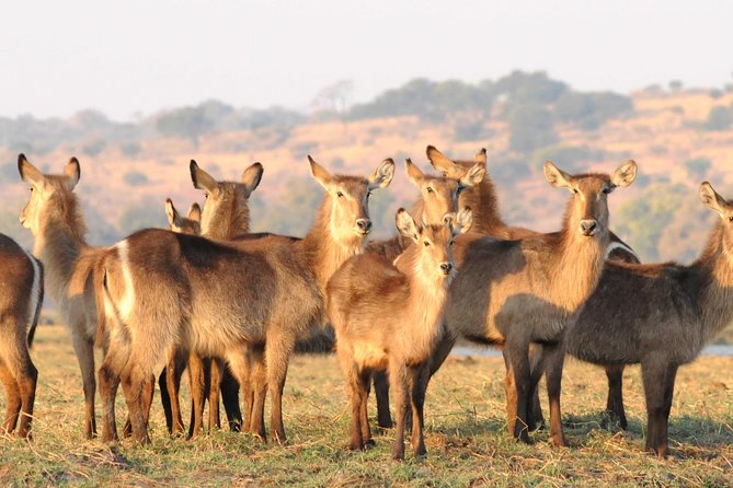 Chobe National Park 4X4 Day Safari and River Cruise - What the $225 price really includes