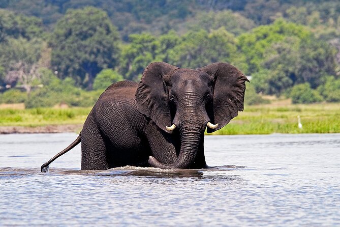Chobe National Park Day Trip from Victoria Falls with Lunch - Heat, Rain, and the Border: The Main Drawbacks