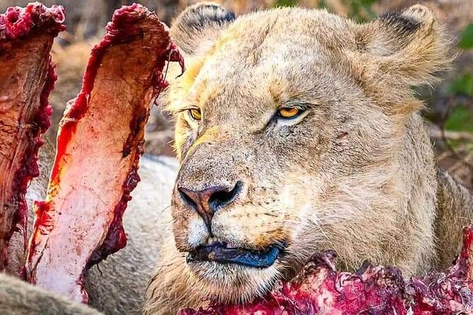 Chobe National Park from Victoria Falls - Key details to know before booking