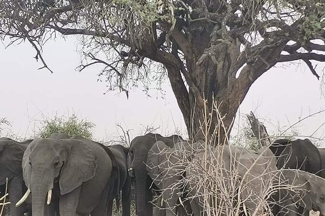 Chobe National Park from Victoria Falls - Why Chobe works as a day trip from Victoria Falls