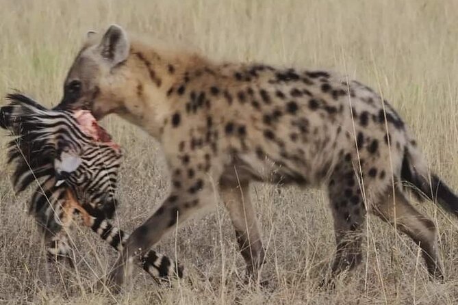 Chobe National Park from Victoria Falls - The Chobe River boat safari