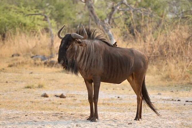 Chobe National Park from Victoria Falls - Lunch between the two safari activities