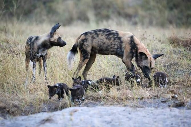 Chobe National Park from Victoria Falls - The jeep safari inside Chobe National Park