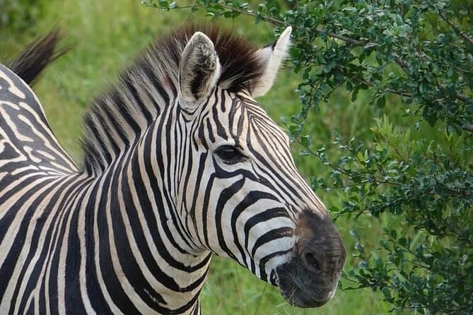 Chobe National Park from Victoria Falls - The return journey to Victoria Falls