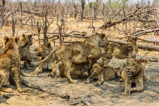 Chobe National Park from Victoria Falls - Price, group size, and what you really get
