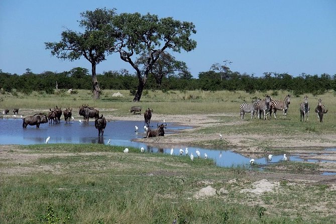 Chobe National Park Full Day Safari (Botswana) - The early pickup and border crossing