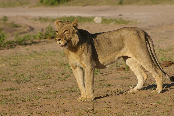 Chobe National Park Full Day Safari (Botswana) - Chobe Safari Lodge sets the rhythm