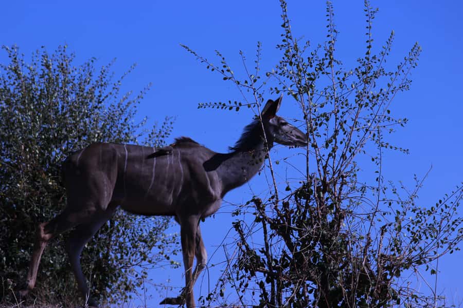 Chobe National Park: Game Drive, Boat Tour, and Lunch - Why this Chobe day trip works so well