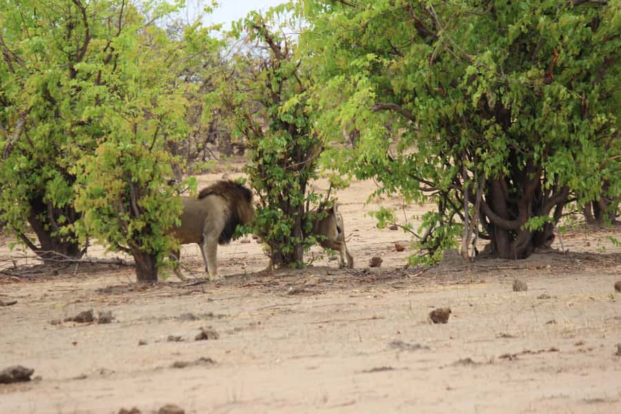 Chobe National Park: Game Drive, Boat Tour, and Lunch - Kazungula and the switch into Botswana
