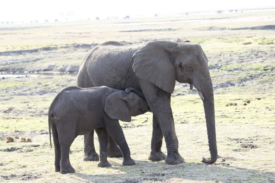 Chobe National Park: Game Drive, Boat Tour, and Lunch - Lunch at Chobe Marina Lodge around 12:30 PM