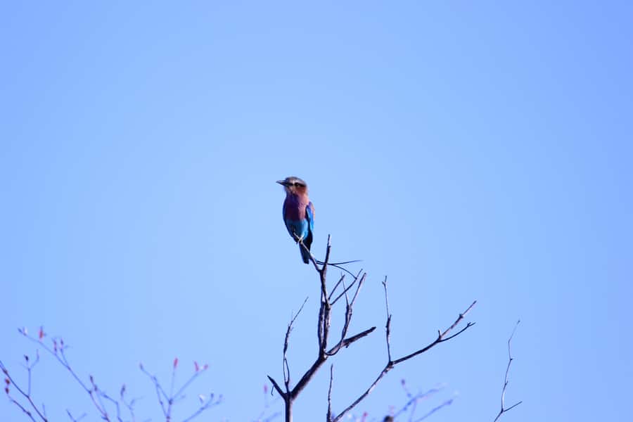 Chobe National Park: Game Drive, Boat Tour, and Lunch - Leaving Victoria Falls at 7:00 AM